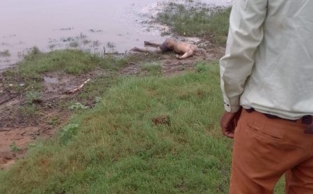 हादसा बता रहा है सतपुड़ा टाइगर रिजर्व का असली चेहरा (मानवता हुई तार तार): नर्मदापुरम